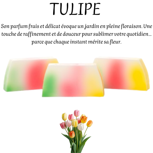 TULIPE